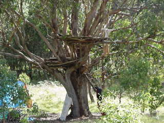 capannasullalbero.jpg