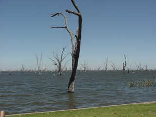 Alberi morti nel lago