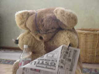 Koala legge il giornale