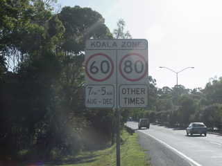 Zona Koala a Brisbane