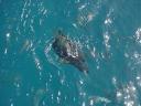Un pesce napoleone della barriera corallina fuori Cairns