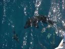 Un pesce napoleone della barriera corallina fuori Cairns