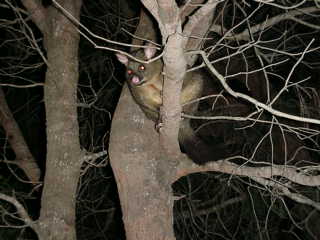 Opossum