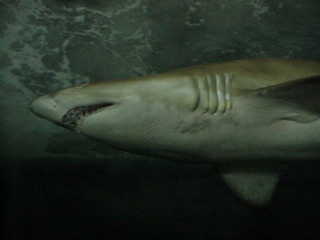 Squalo dell’acquario di Sydney