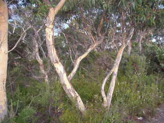 Alberi australiani