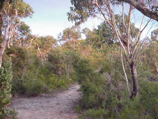 Alberi australiani