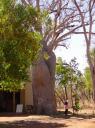 Baobab australiano