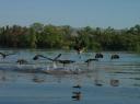 Ord River