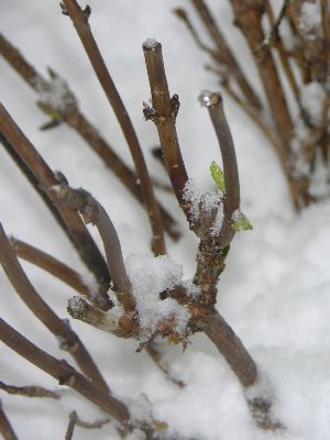 germogli-nella-neve