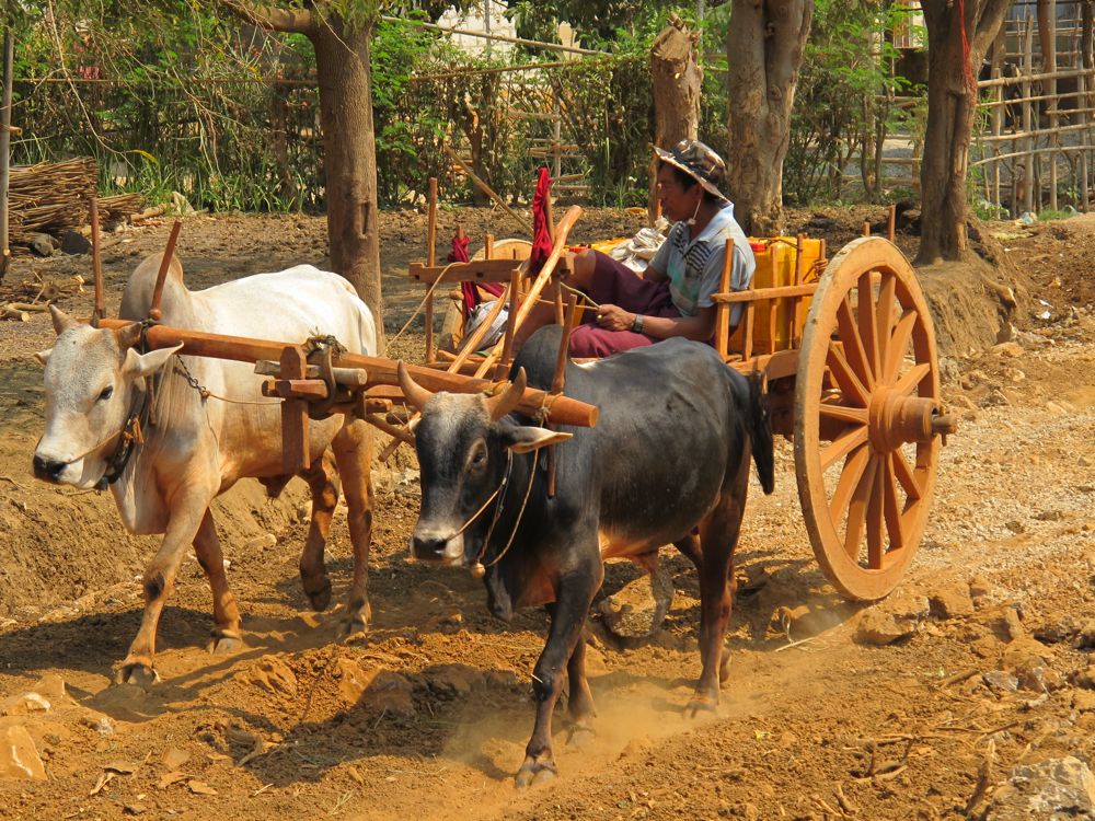 8carretto col bue sul lago inle